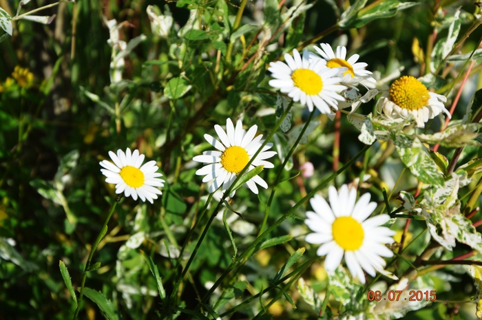 3587765_DSC_4388 (700x465, 277Kb)