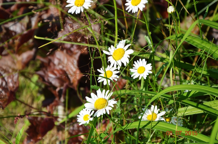 3587765_DSC_4397 (700x465, 296Kb)