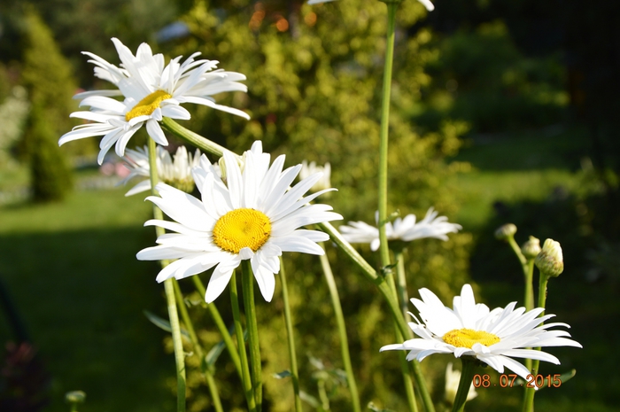 3587765_DSC_4384 (700x465, 216Kb)