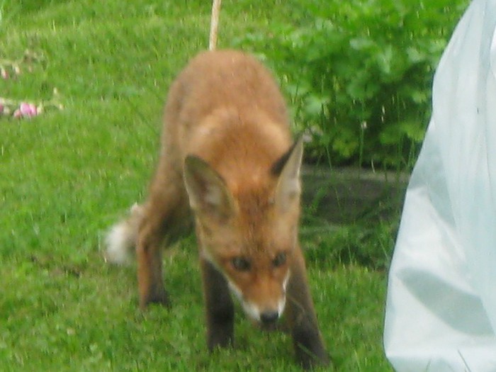 Fox07 (700x525, 73Kb)