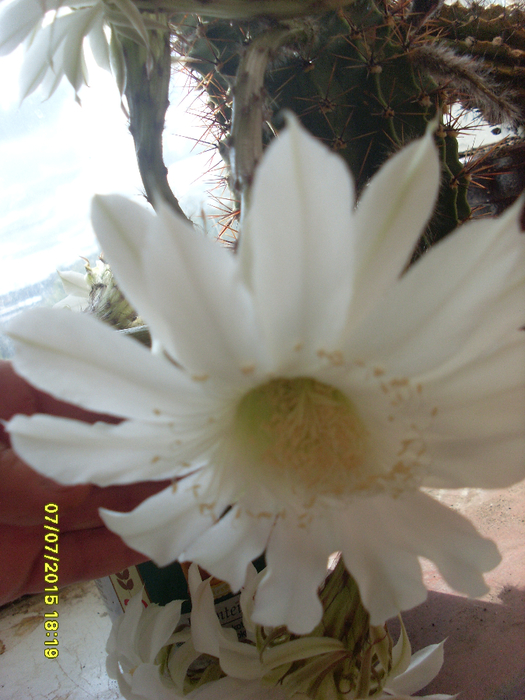 SL382316 (525x700, 455Kb)