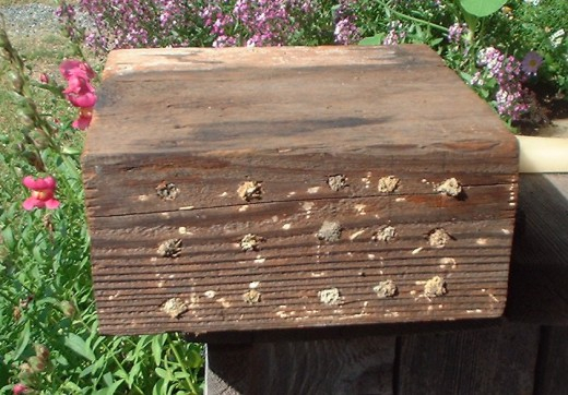 House-for-Mason-bee2-520x362 (520x362, 215Kb)