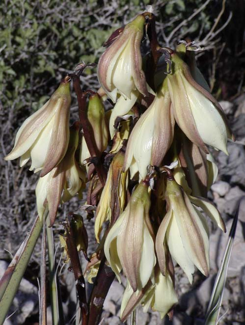 Yucca_baccata_close (499x662, 287Kb)