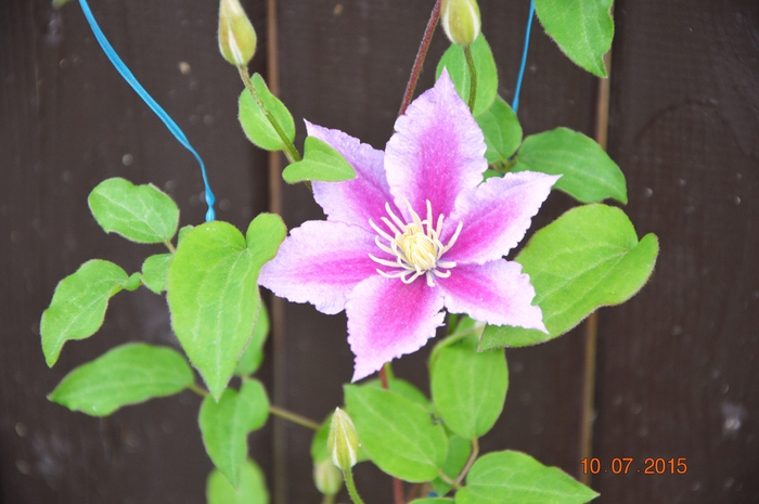 3587765_DSC_4434 (700x465, 223Kb)