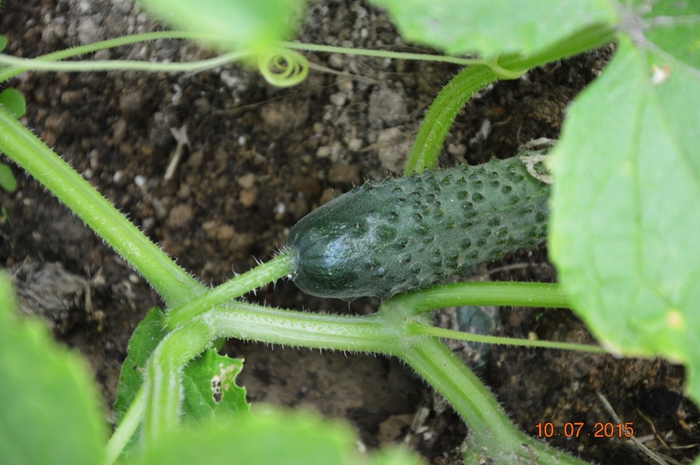 3587765_DSC_4459 (700x465, 247Kb)