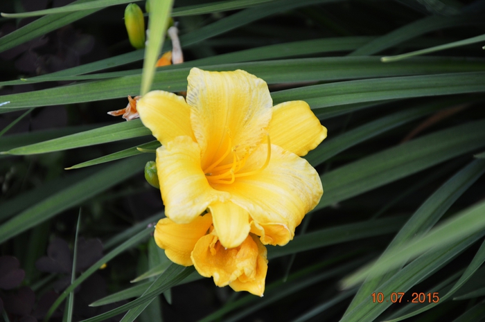 3587765_DSC_4468 (700x465, 196Kb)