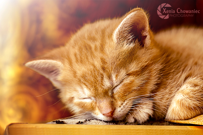 4267534_sleepy_kitty_ginger_by_xeniachowaniecd81qgxf (700x466, 366Kb)