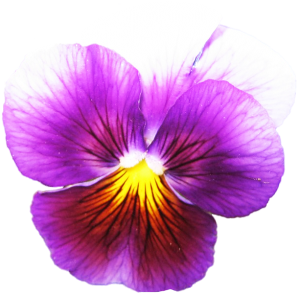 3233534_1435565959_pansies01_1_ (600x587, 379Kb)