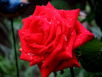  DSCN1166 (700x525, 391Kb)