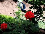  DSCN1160 (700x525, 566Kb)
