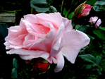  DSCN1179 (700x525, 332Kb)