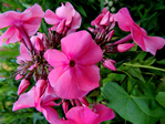  DSCN1184 (700x525, 461Kb)