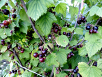  DSCN1190 (700x525, 565Kb)