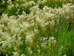  DSCN1234 (700x525, 608Kb)