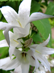  DSCN1126 (525x700, 323Kb)