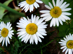  DSCN1130 (700x525, 421Kb)