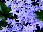  DSCN1136 (700x525, 416Kb)