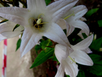  DSCN1143 (700x525, 317Kb)