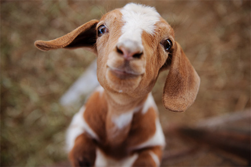 4278666_goat_1 (500x333, 51Kb)