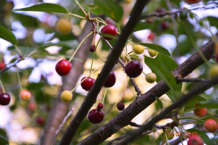 3587765_DSC_4565 (700x465, 242Kb)