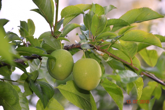 3587765_DSC_4570 (700x465, 241Kb)