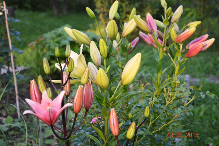 3587765_DSC_4582 (700x465, 280Kb)