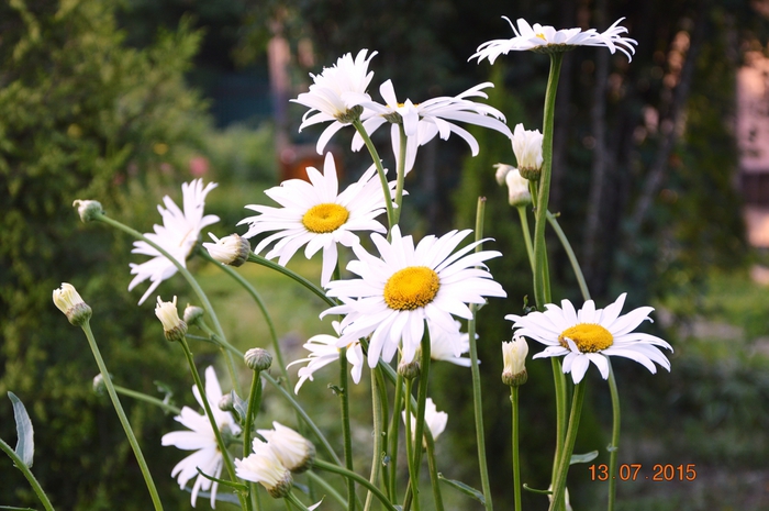 3587765_DSC_4571 (700x465, 247Kb)