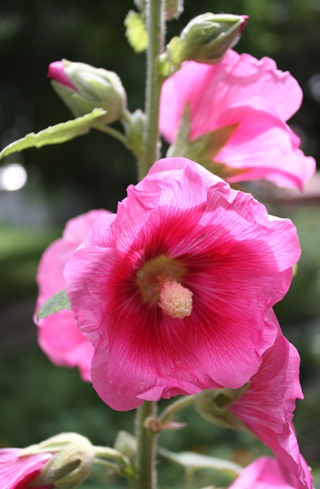 4052195_IMG_2510_copy_1_ (458x700, 209Kb)