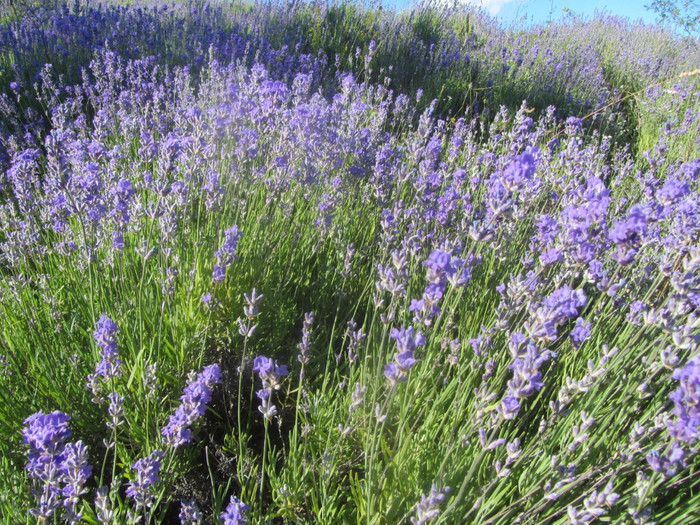 image (10) (700x525, 627Kb)