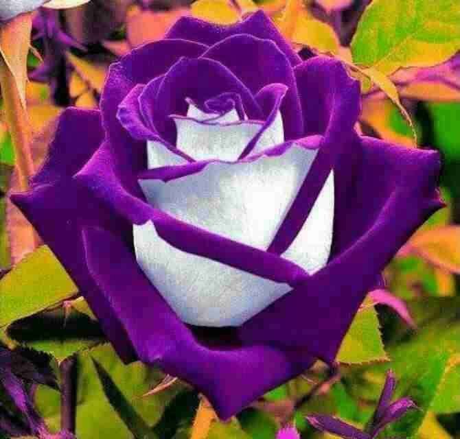 5875002_11703031_1035437149800059_8770990899928870632_n (670x640, 31Kb)