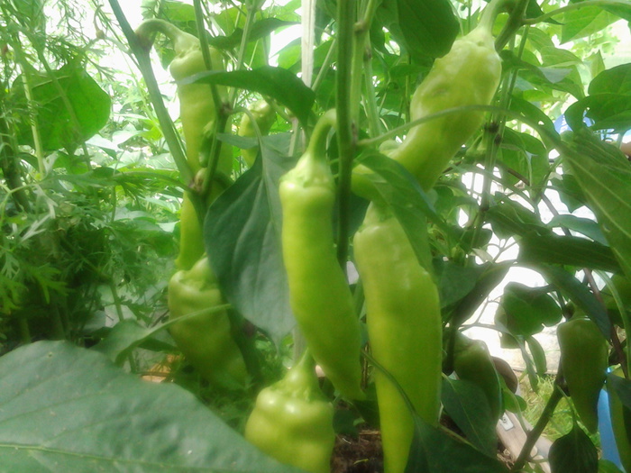 20150714_105113 (700x525, 156Kb)