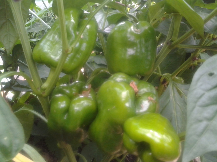 20150714_105347 (700x525, 117Kb)