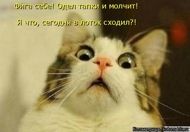 4432201_kot_2644_558d0a98f0aa8 (640x444, 75Kb)