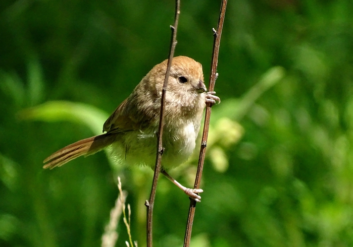 5559494_DSC02783 (700x490, 215Kb)