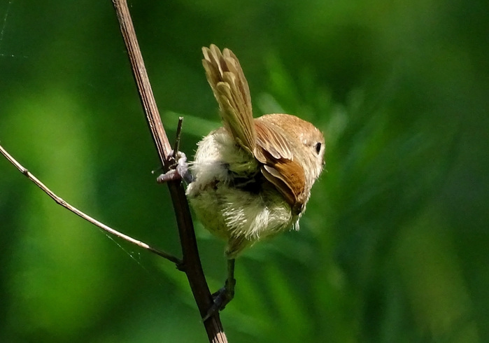 5559494_DSC02788 (700x490, 203Kb)