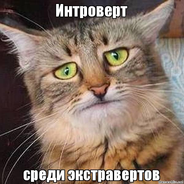  (600x600, 51Kb)