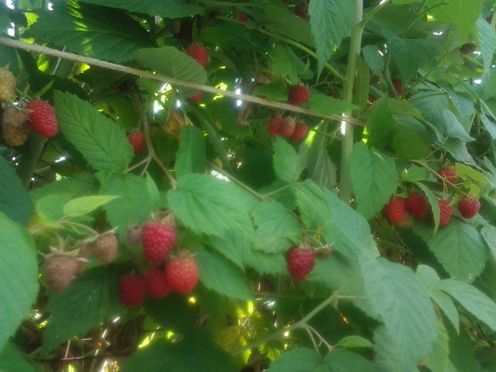 20150714_104729 (700x525, 139Kb)