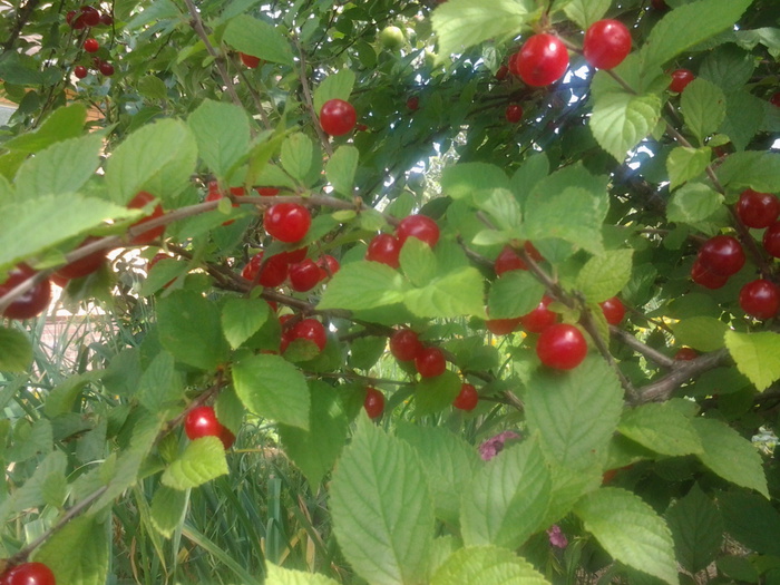 20150714_144305 (700x525, 166Kb)