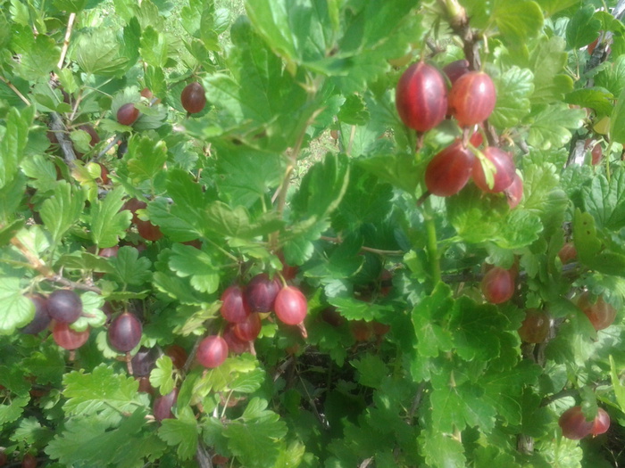 20150714_144208 (700x525, 168Kb)