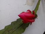  IMG_20150711_200543 (700x525, 282Kb)