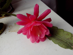  IMG_20150715_085544 (700x525, 311Kb)