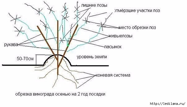 виноград 7 (604x346, 88Kb)