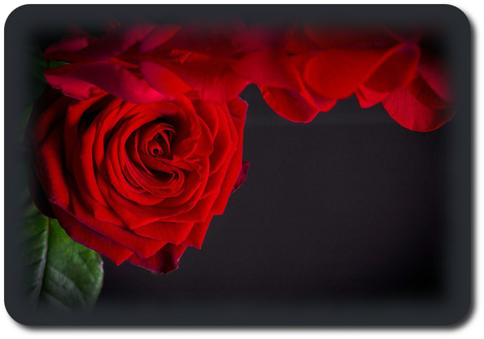 1918486_roza_otkr4 (700x490, 60Kb)