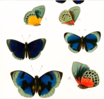  --7 (547x522, 341Kb)