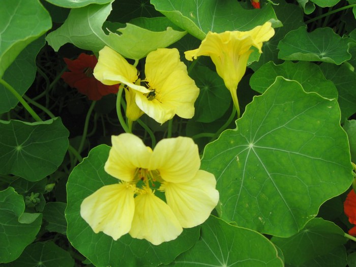 IMG_0010 (700x525, 82Kb)