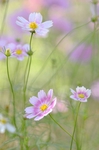  0_174e19_f51bee84_orig (331x500, 95Kb)