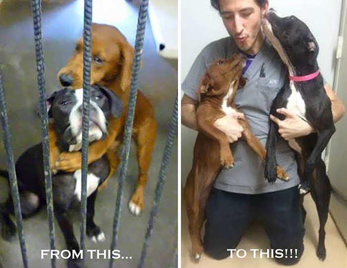 shelter-dogs-hug-photo-viral-save-life-euthanasia-kala-keira-angels-among-us-5 (700x541, 120Kb)