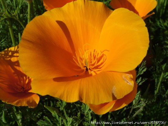 7art-00395_round-orange-flower (550x412, 124Kb)