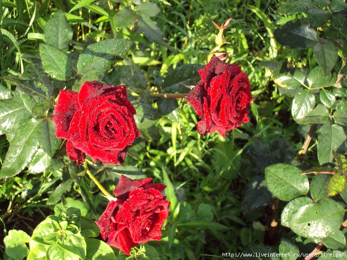 DSC02398 (700x525, 385Kb)
