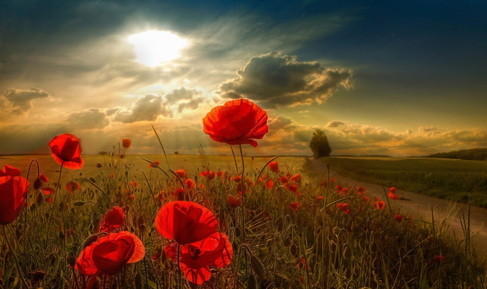 papaver-rhoeas-red-field-poppy-under-sunbeam-preview (700x415, 330Kb)